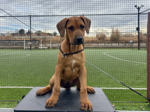 その他 犬の販売・譲渡 3313 日本初ドノバンピンシャーの子犬
