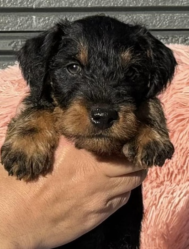 その他 犬の販売・譲渡 3327 希少犬種ジャーマンハンティングテリア