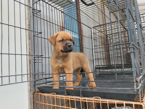その他 犬の販売・譲渡 3335 大型モロッサー系統