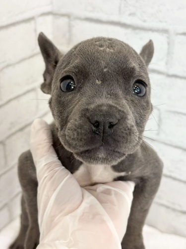 その他 犬の販売・譲渡 3340 エキゾチックブリー8100