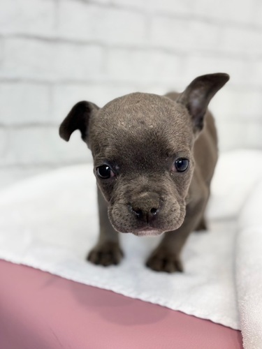 その他 犬の販売・譲渡 3341 エキゾチックブリー1227
