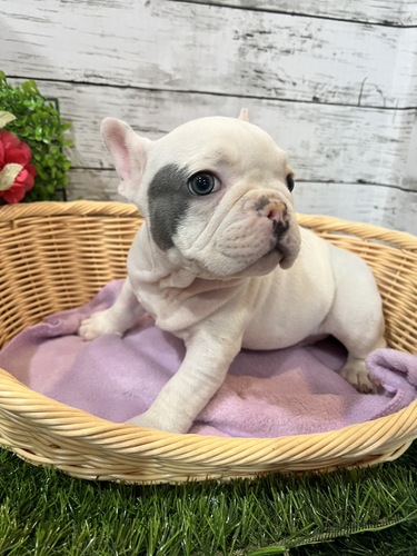 その他 犬の販売・譲渡 3346 アメリカンブリー
