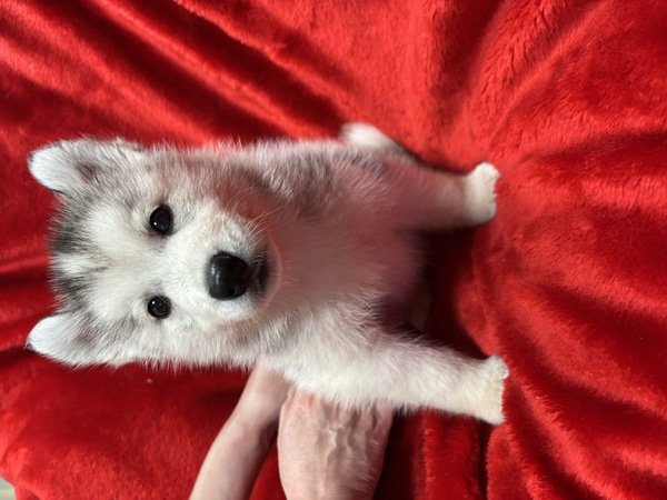 その他 犬の販売・譲渡 3349 シベリアンハスキー 女の子