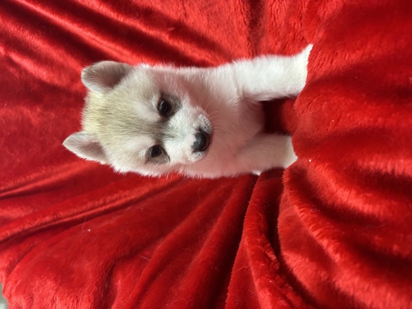 その他 犬の販売・譲渡 3350 シベリアンハスキー 女の子