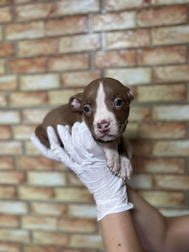 その他 犬の販売・譲渡 3351 アメリカンブリー6583