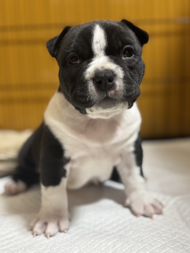 その他 犬の販売・譲渡 3353 アメリカンブリー