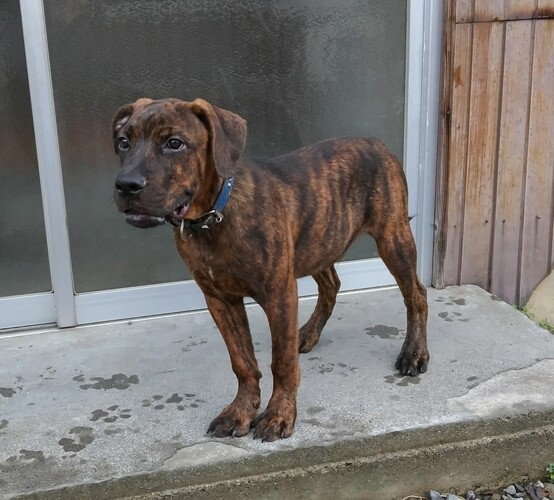 その他 犬の販売・譲渡 3356 父ロットワイラー×母ブルクサー