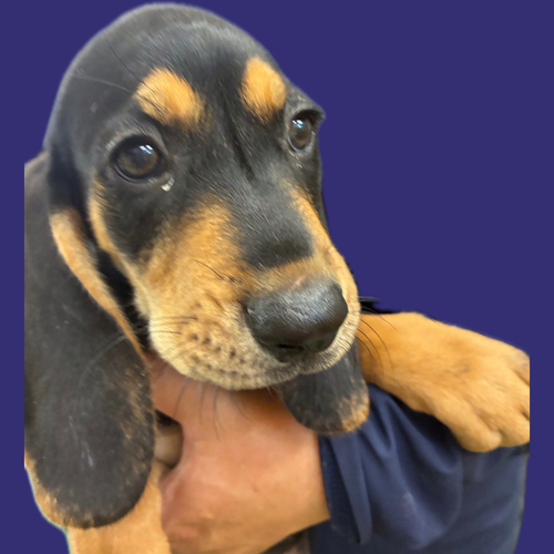 その他 犬の販売・譲渡 3357 耳長 姉妹♪
