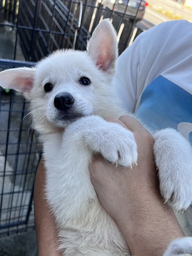 その他 犬の販売・譲渡 3358 シェパドゥードゥルのかわいい子生まれました。