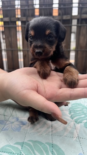 その他 犬の販売・譲渡 3359 ピンプー生まれました!