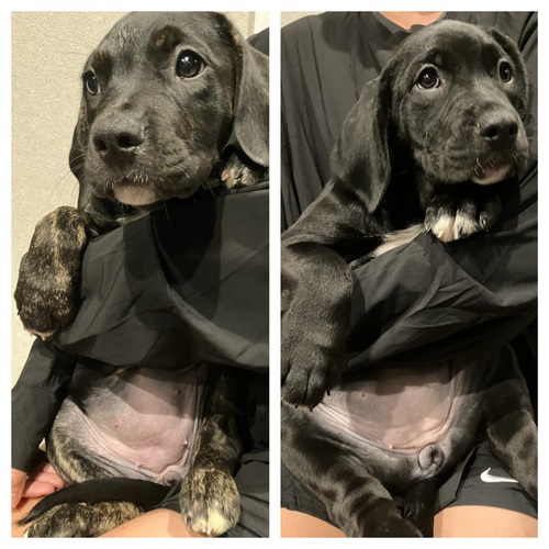 その他 犬の販売・譲渡 3364 アメリカンブリーハーフ