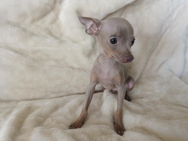 その他 犬の販売・譲渡 3367 ロシアントイテリア ブルー&タン