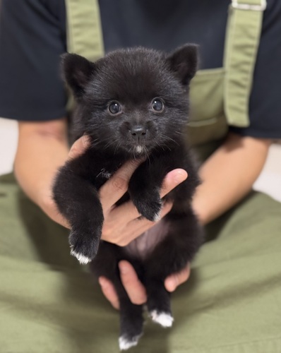 その他 犬の販売・譲渡 3368 ポメ柴の男の子^_^