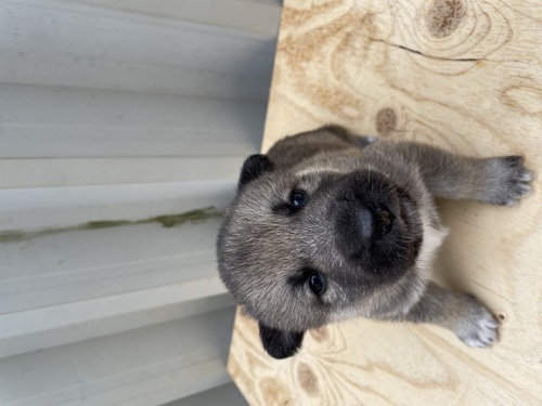 ̑  ̔̔En 3372 K[xAVFvXL[inXL[~VFp[hj