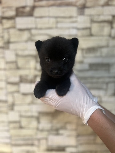 ̑  ̔̔En 3373 b㌢@2186