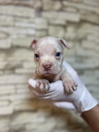 ̑  ̔̔En 3381 GL]`bNu[6950