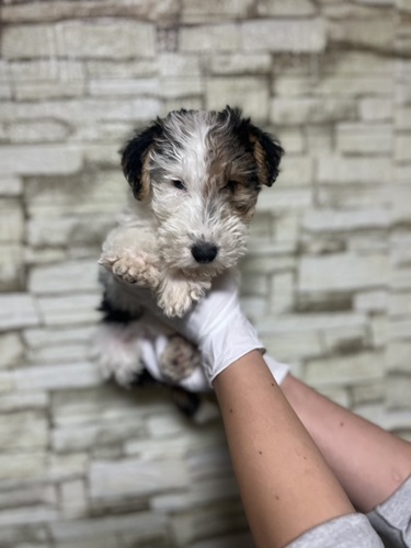 その他 犬の販売・譲渡 3382 ワイアー・フォックステリア0033