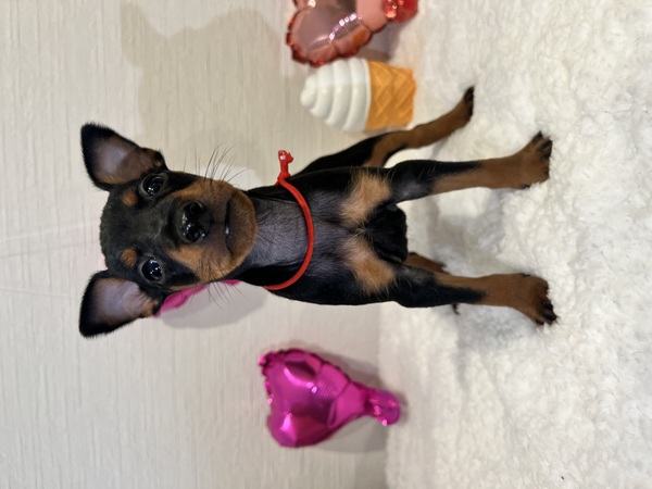 �g�C�}���`�F�X�^�[�e���A�̎q�� ���̔̔� 3384