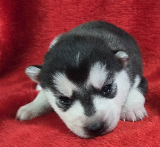 ���̑�  ���̔̔��E���n 3386 �V�x���A���n�X�L�[�u���b�N���z���C�g�@���X�R