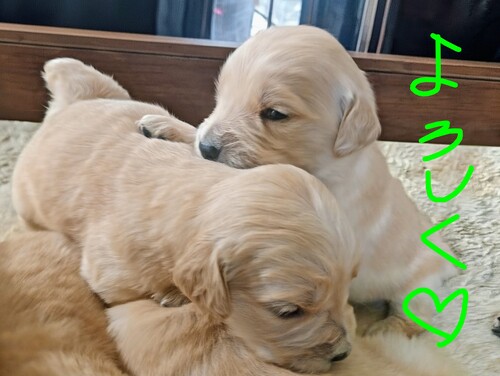 ���̑�  ���̔̔��E���n 3392 ��S�[���f���h�D�[�h���e�����