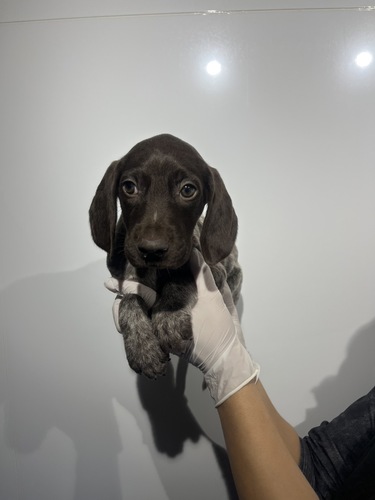 ���̑�  ���̔̔��E���n 3395 �W���[�}���V���[�g�w�A�[�|�C���^�[0470