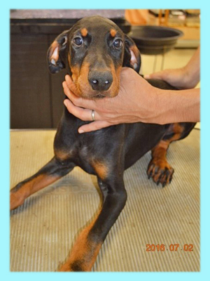 生後3か月男の子☆ドーベルマンの子犬 犬の販売 1821