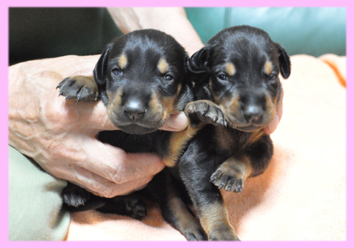 チョコレート&タンとブラック&タンの兄妹 犬の販売 1822