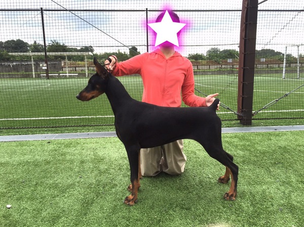 父親アルゼンチン輸入犬ショータイプのドーベルマン No 13 ドーベルマン 犬の出産情報 子犬販売 Dogoo Com