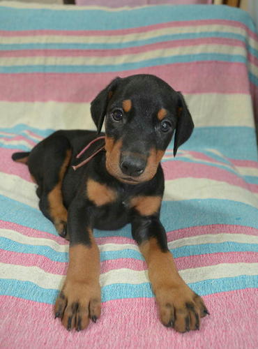 子犬生まれています 犬の販売 1832