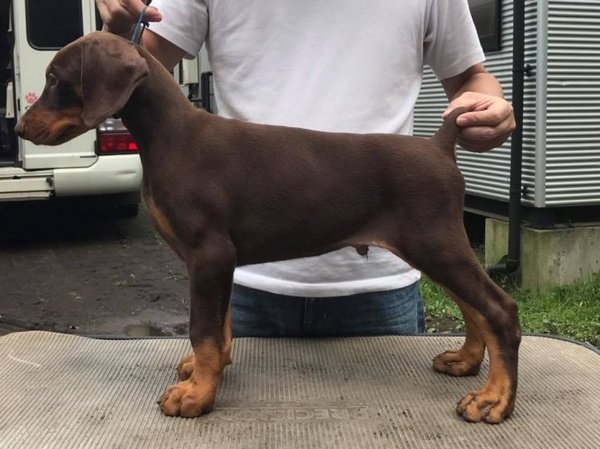 断耳済み 良血統のドーベルマンBaby 犬の販売 1838