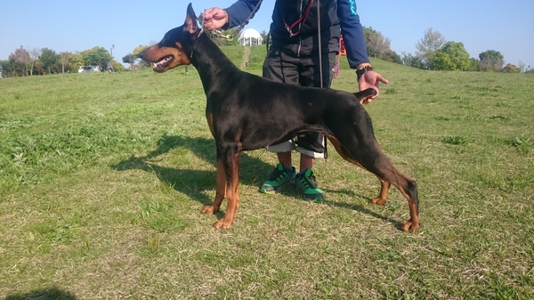 アメリカンタイプ 優秀血統 女の子 犬の販売 1869