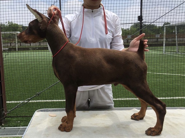 ラスト1頭になりまし外産直子のショータイプの男の子 犬の販売 1870