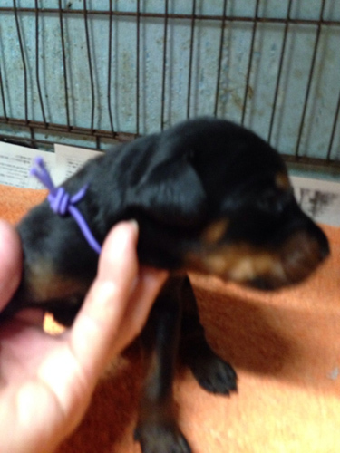 ボディーの良さは親譲り、良血統のドーベルマンの子犬 犬の販売 1876