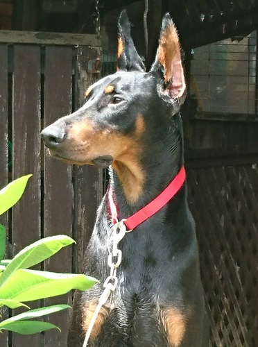 2015生まれの若犬譲渡します。 犬の販売 1878