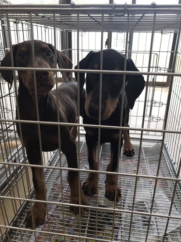 決まりました。ありがとうございます 犬の販売 1894