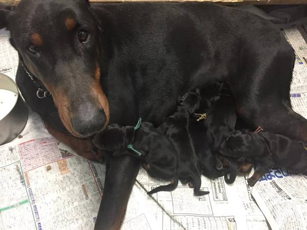 血統優秀なヨーロピアン系ドーベルマン 犬の販売 1918