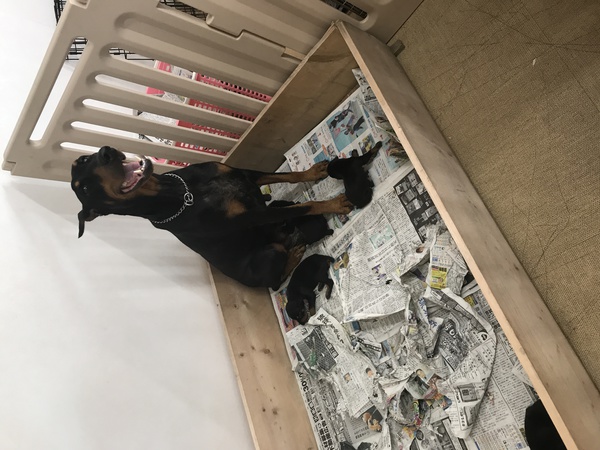 ドーベルマン赤ちゃん 家族決まりました 犬の販売 1950