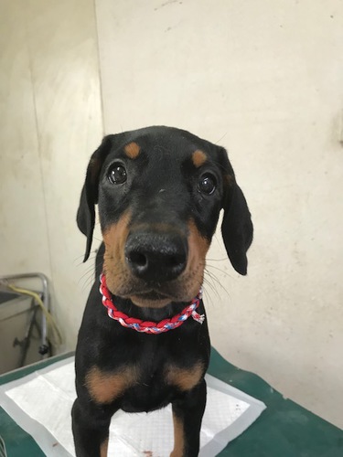 ドーベルマン子犬誕生しています 犬の販売 1952