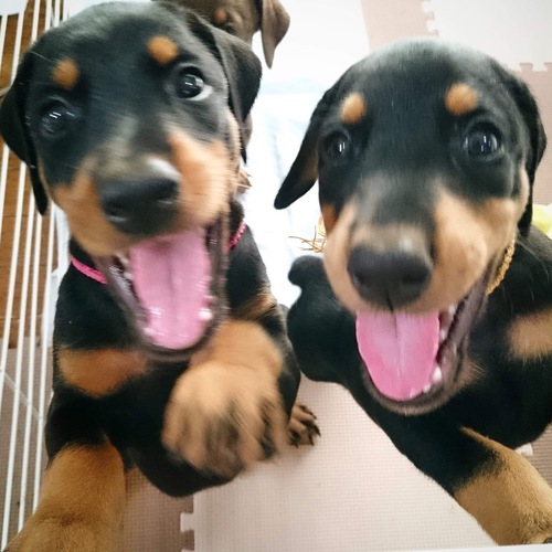 人懐こく元気な子犬です。 犬の販売 1958