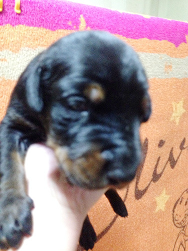 100%ヨーロピアン!ドーベルマンの子犬! 犬の販売 1961
