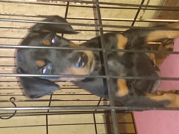 家族が決まりました。 犬の販売 1962