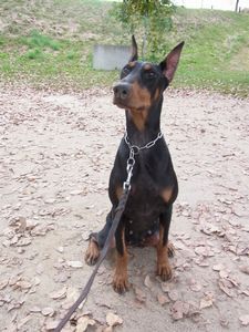 訓練済み1才小ぶりの女の子 犬の販売 1970