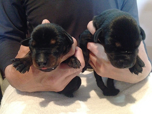 威風堂々ドーベルマンの子犬! 犬の販売 2007