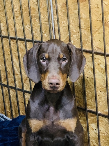 チョコレートの子犬 犬の販売 2036