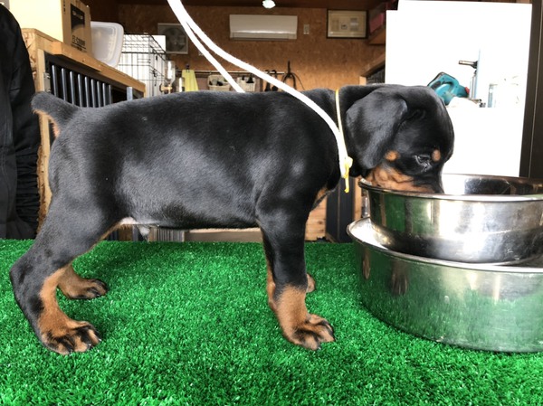 家族が決まりました 犬の販売 2037