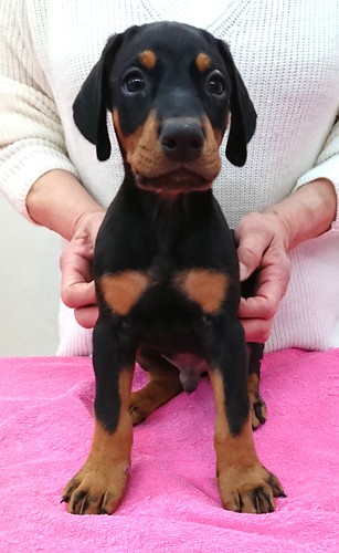全米トップクラスの血統の子犬 犬の販売 2051