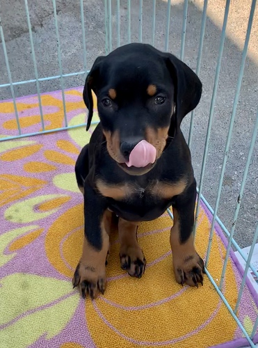 子犬誕生しております 犬の販売 2055
