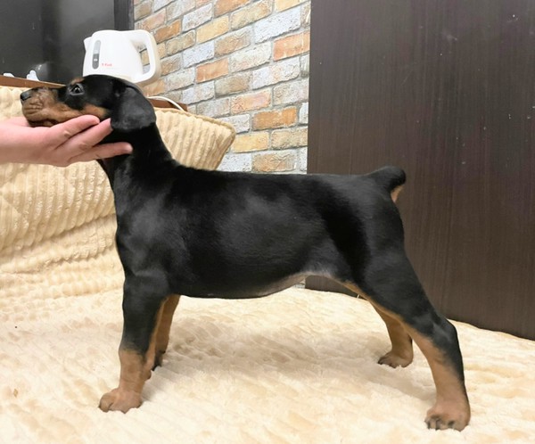 ヨーロピアンタイプ丸々肥えた元気な子犬 No 86 ドーベルマン 犬の出産情報 子犬販売 Dogoo Com ヨーロピアンタイプ丸々肥えた元気な子犬 No 86 ドーベルマン 犬の出産情報 子犬販売 Dogoo Com