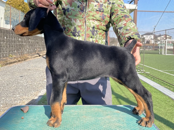 外産ブラジルチャンピオンの初の子犬です 犬の販売 2115