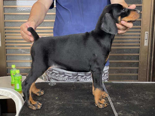 ショータイプのドーベルマンです 犬の販売 2150